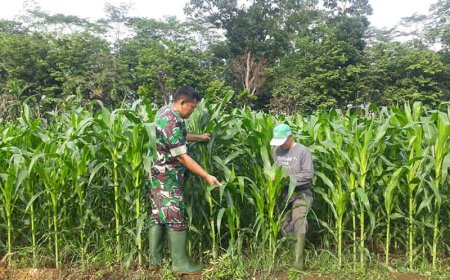 Semangat Petani Pemantauan Rutin Tanaman Jagung Bisi 18