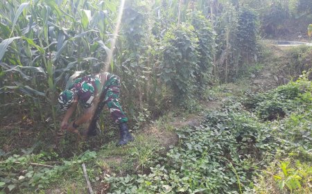 Serka Rudi Pantau Tanaman Jagung Umur 70 Hari
