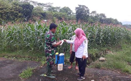 Optimalkan Produksi Pertanian Pendampingan Penyemprotan Hama Wereng pada Tanaman Jagung