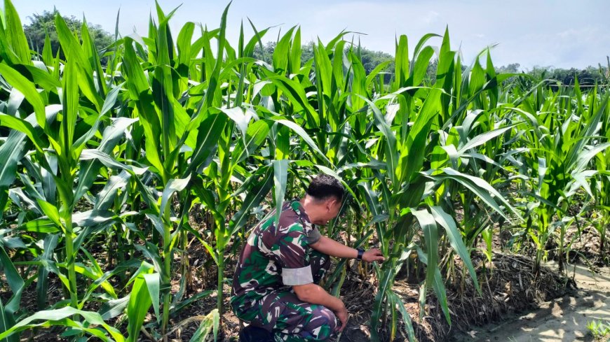 Pemeliharaan Tanaman Jagung Di Demplot Kodim 0712 Tegal