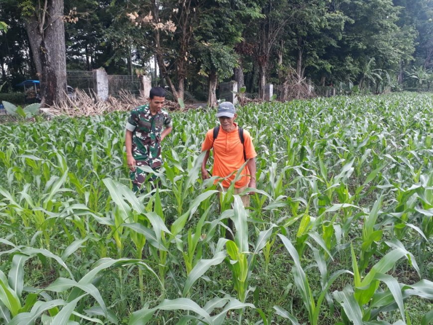 Pentingnya Pendampingan Babinsa dalam Pertanian Jagung