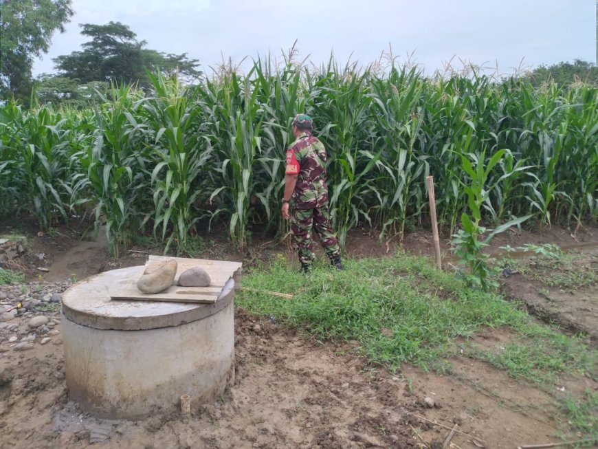 Personil Kodim Tegal Pantau Perkembangan Tanaman Jagung