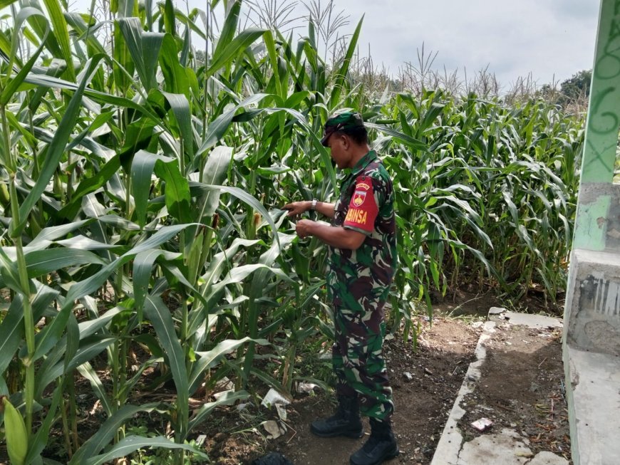Babinsa Serma Purisno Pantau Pertumbuhan Tanaman Jagung