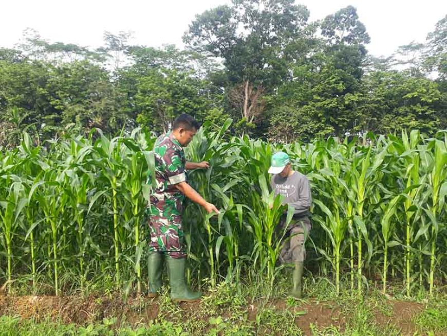 Semangat Petani Pemantauan Rutin Tanaman Jagung Bisi 18