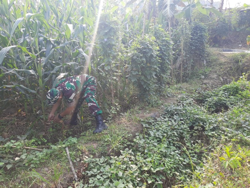 Serka Rudi Pantau Tanaman Jagung Umur 70 Hari