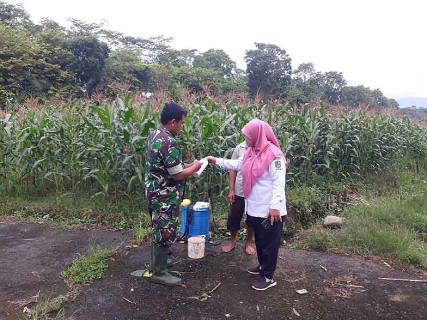 Optimalkan Produksi Pertanian Pendampingan Penyemprotan Hama Wereng pada Tanaman Jagung