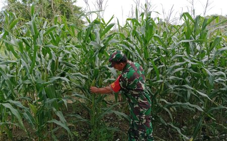 Babinsa Tegal Pantau Perkembangan Tanaman Jagung Umur 79 Hari