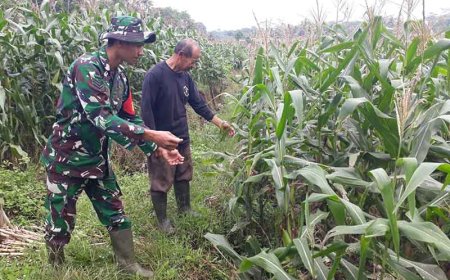 Kelompok Tani Binorong Berhasil Menjaga Tanaman Jagung