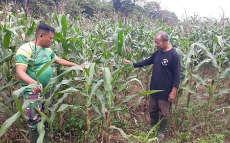 Pendampingan Pertanian Maksimalkan Hasil Panen Jagung