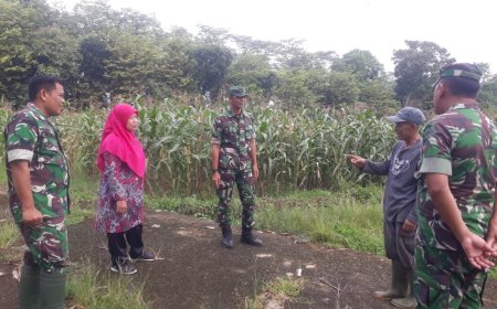 Pemantauan tanaman jagung dilahan demplot