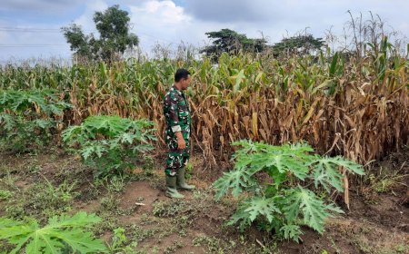 Demplot Jagung Kodim Tegal Berumur 100 Hari