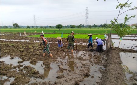 Babinsa Koramil Lebaksiu Dampingi Petani Tanam Padi