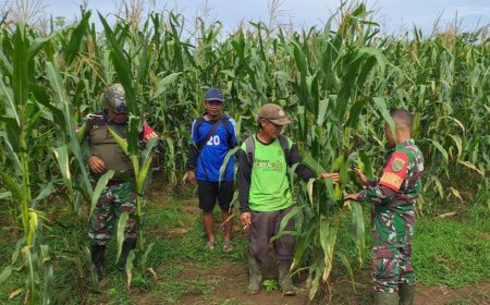 Babinsa Arso Dampingi Petani Jagung Demi Sukseskan Ketahanan Pangan Wilayah