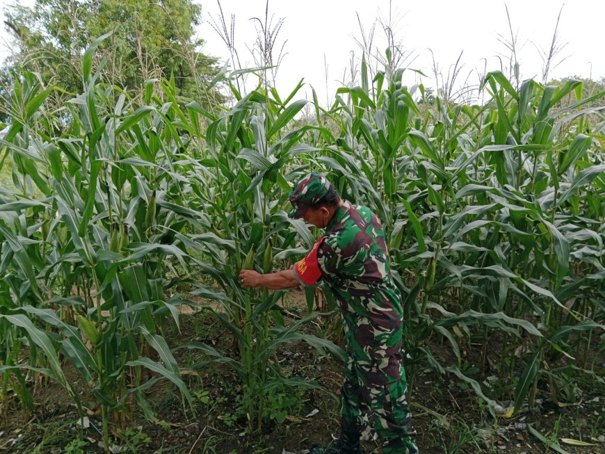 Babinsa Tegal Pantau Perkembangan Tanaman Jagung Umur 79 Hari