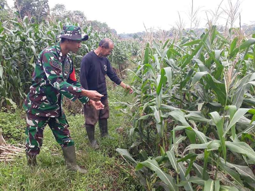 Kelompok Tani Binorong Berhasil Menjaga Tanaman Jagung