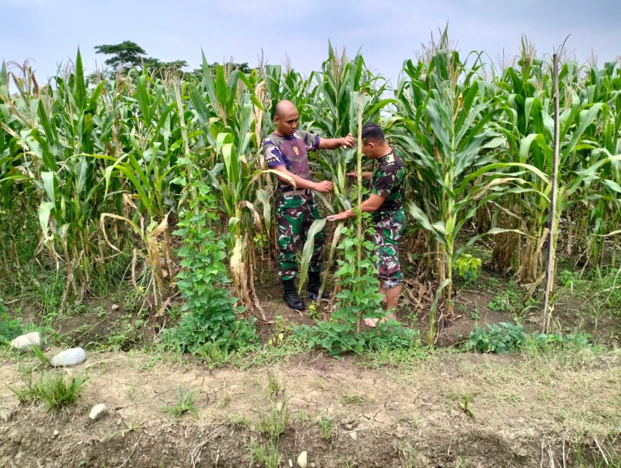 Bati Wanwil Kodim Tegal Pantau Perkembangan Tanaman Jagung
