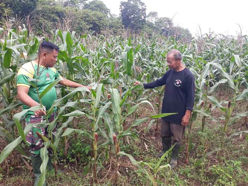 Pendampingan Pertanian Maksimalkan Hasil Panen Jagung