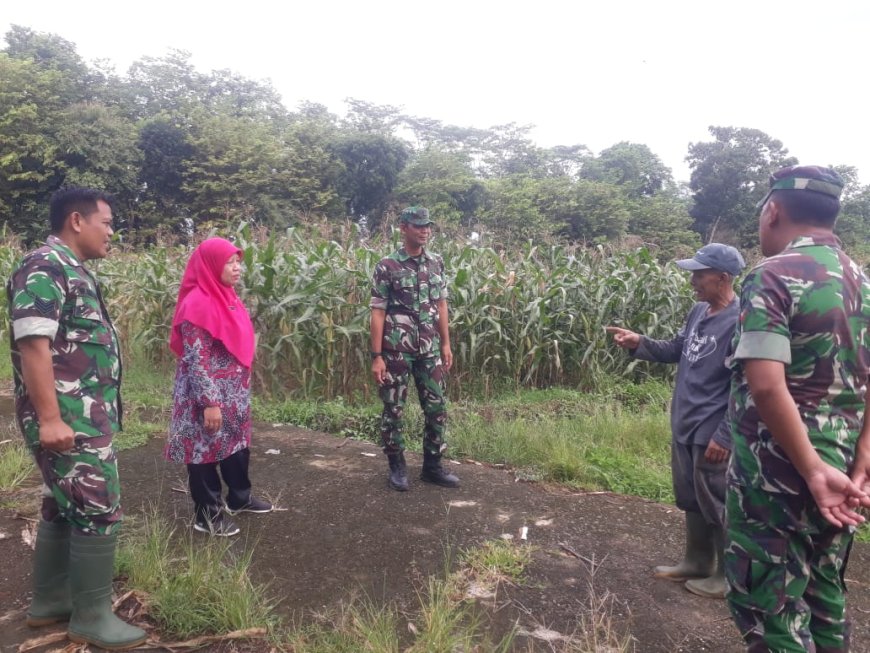 Pemantauan tanaman jagung dilahan demplot