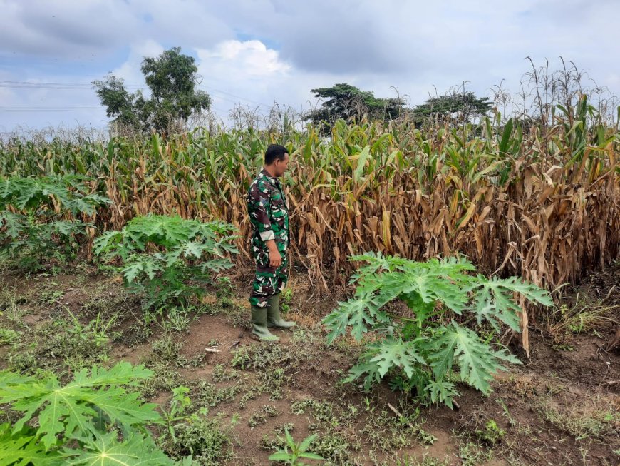Demplot Jagung Kodim Tegal Berumur 100 Hari
