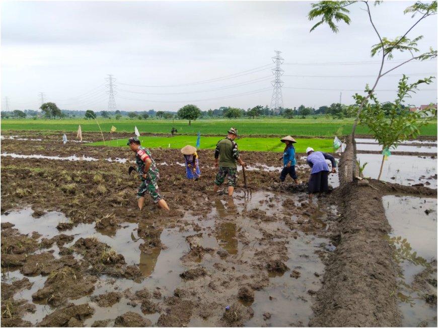 Babinsa Koramil Lebaksiu Dampingi Petani Tanam Padi