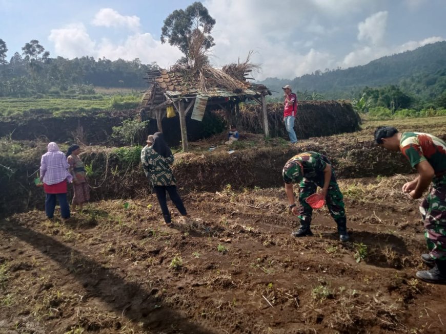 Babinsa Koramil Bumijawa Bantu Warga Tanam Jagung