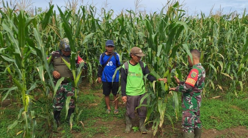 Babinsa Arso Dampingi Petani Jagung Demi Sukseskan Ketahanan Pangan Wilayah