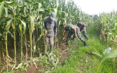Optimalkan Produksi Jagung Pengurangan Daun di Bawah Tongkol