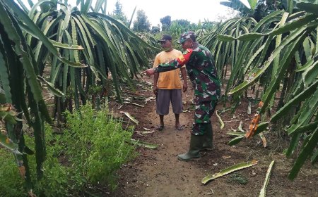 Babinsa Skanto Dampingi Petani Guna Peningkatan Produksi dan Kualitas Buah Naga