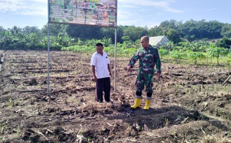 Bati Wanwil Pantau Jagung Umur 5 Hari