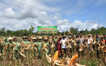 Danrem 172/PWY Bersama Bupati Keerom Panen Raya Jagung Di Lahan Food Estate Papua
