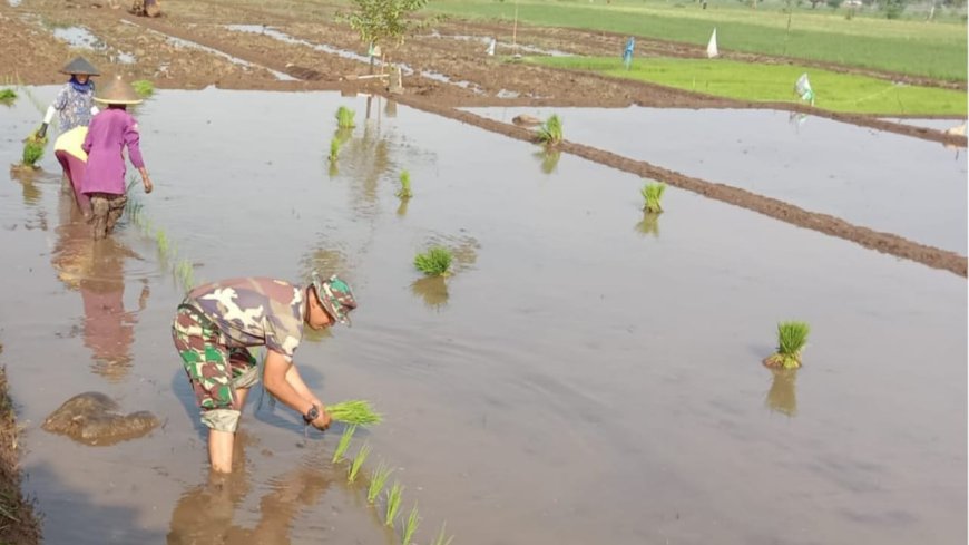 Tingkatkan Ketahanan Pangan, Babinsa Kodim Tegal Bantu Petani Tanam Padi