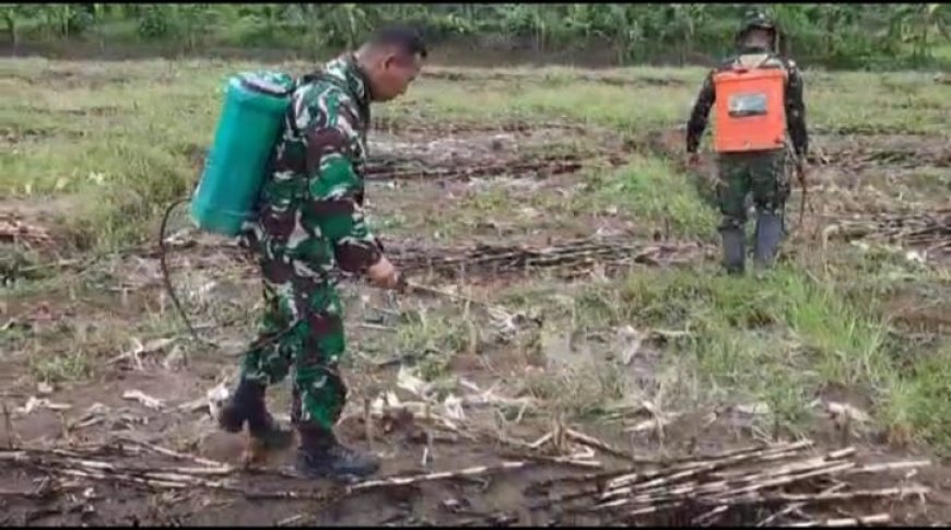 Pasca Panen, Kodim Tegal Siapkan Kembali Lahan Ketahanan Pangan