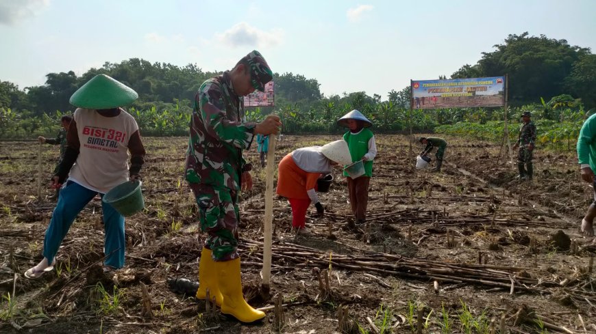 Dukung Ketahanan Pangan, Kodim 0712 Tegal Tanam Jagung