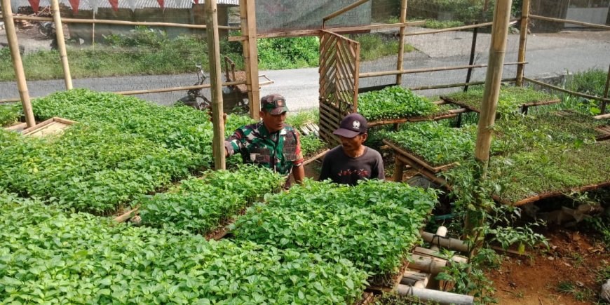 Komsos Babinsa dengan Pemilik Pembibitan Sayur Mayur Dukung Ketahanan Pangan