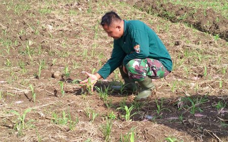 Anggota Staf Ter Kodim Tegal Pantau Tanaman Jagung