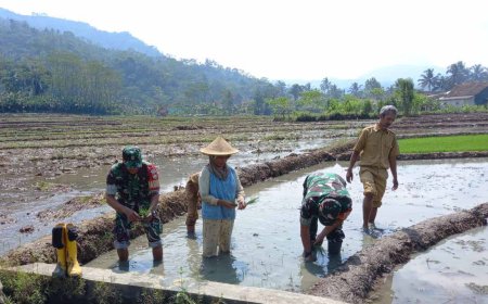 Babinsa Koramil 11 Punggelan Mendampingi Petani Tanam Padi