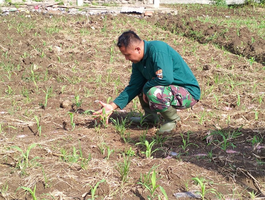 Anggota Staf Ter Kodim Tegal Pantau Tanaman Jagung