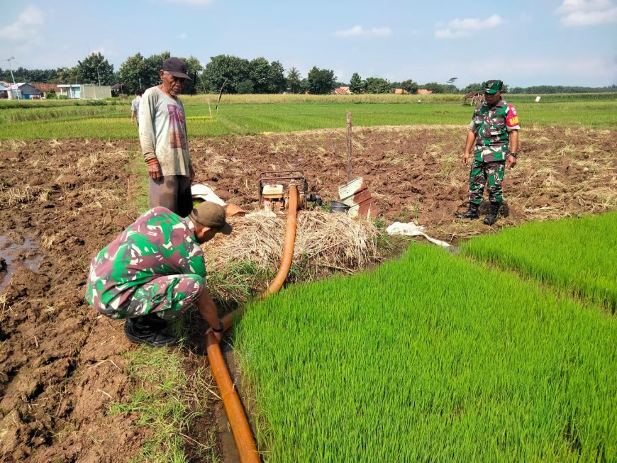 Serka Waluyo Dampingi Petani Pompanisasi Tanaman Padi