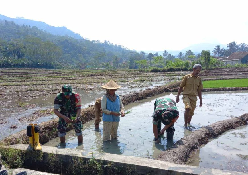 Babinsa Koramil 11 Punggelan Mendampingi Petani Tanam Padi