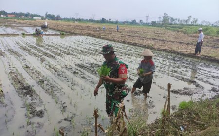 Dukung Program Ketahanan Pangan, Babinsa Koramil Pangkah Bantu Petani Tanam Padi