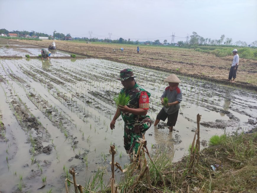 Dukung Program Ketahanan Pangan, Babinsa Koramil Pangkah Bantu Petani Tanam Padi