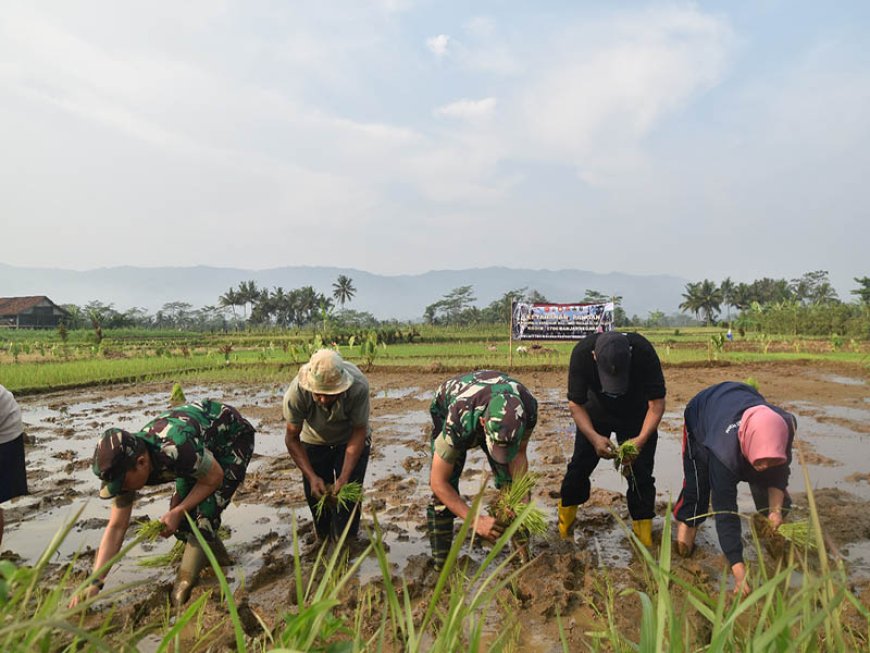 Dandim 0704 Banjarnegara dan Kelompok Tani Tanam Padi di Bantarwaru