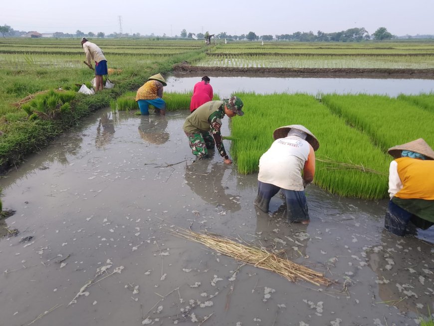 Babinsa Koramil Dukuhwaru Kodim Tegal Bantu Petani Ndaut atau Cabut Bibit Padi Siap Tanam