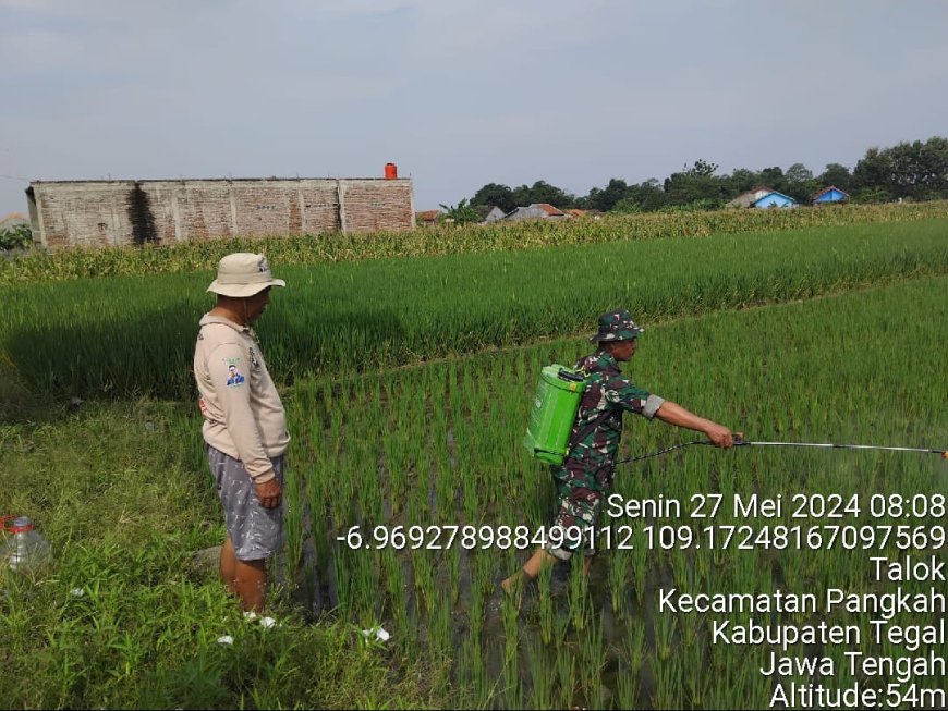 Babinsa Koramil Pangkah Bantu Petani Lakukan Penyemprotan Dan Pemupukan Tanaman Padi