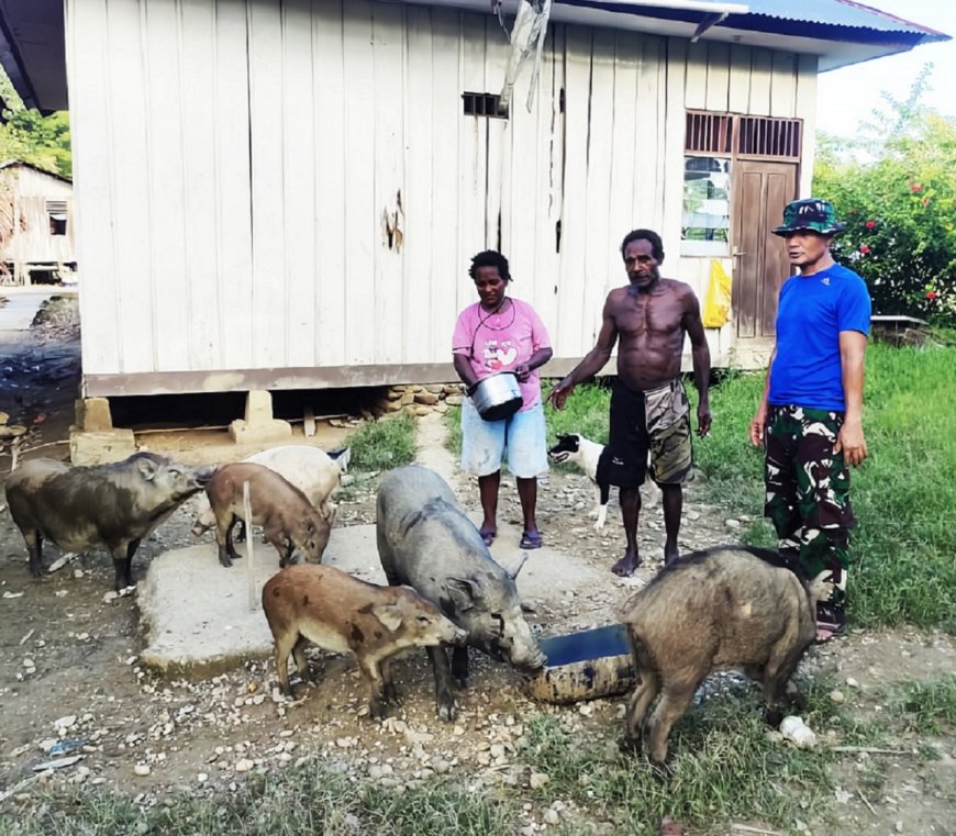 Dorong Kesejahteraan dan Pertumbuhan Ekonomi Masyarakat Danki Satgas TMMD Kodim Jayapura Serahkan Bantuan Babi