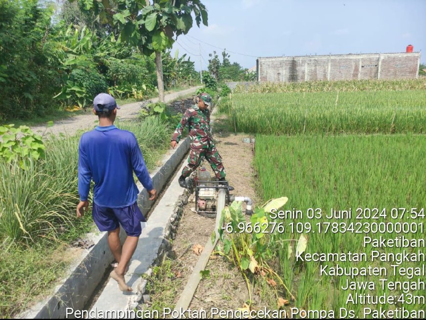 Babinsa Kodim Tegal Damping Petani Dalam Rangka Ketahanan Pangan