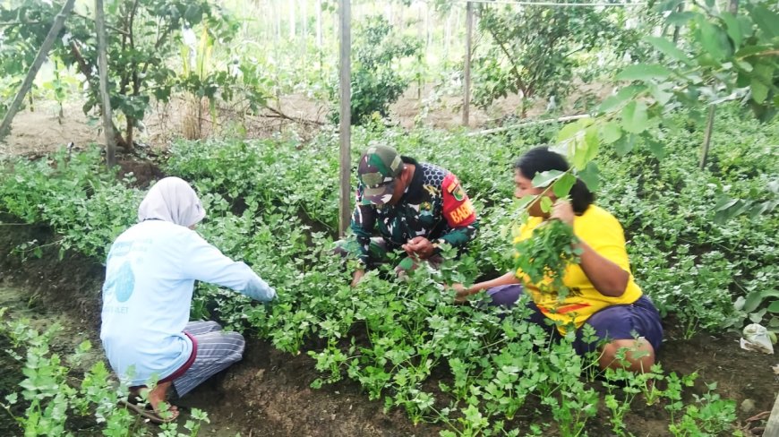 Beri Motivasi Babinsa Koramil Skanto Bantu Panen Petani Seledri