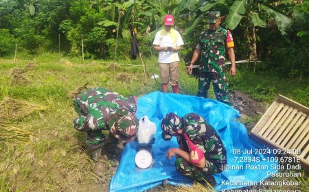Babinsa Bersama PPL Dampingi Petani Ubinan Padi di Desa Pasuruhan