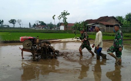 Dukung Ketahanan Pangan Danramil Beserta Anggota Bantu Olah Lahan Persiapan Tanam Padi