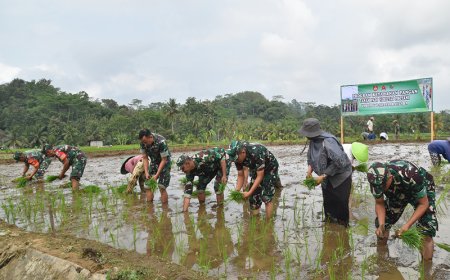 Dandim 0704 Banjarnegara Tanam Padi Protani untuk Program Ketahanan Pangan